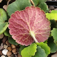 Saxifraga rotundifolia 